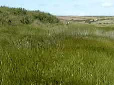 Schoenoplectus taberaemontani